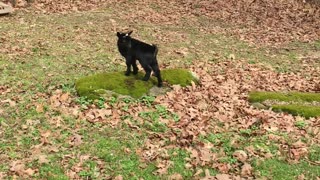 Cute Baby Goat Exploring the Yard