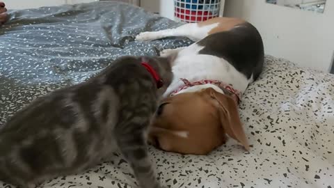 Playful kitten's first playing session with the dog