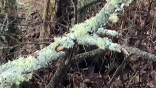 A lichen for ya