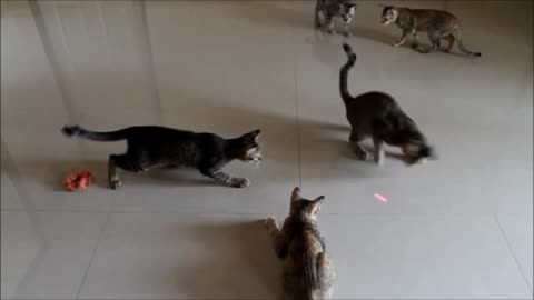 Cute Cats playing with laser