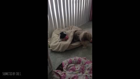 Dog Wants Her Bed Back