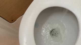 Toilets and shower drain