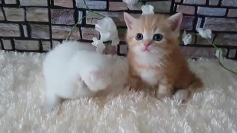 Cute cat and his stepbrother