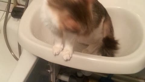 Cat drinks water from the tap