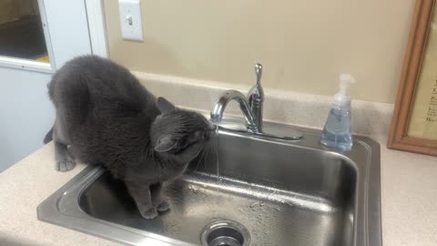 Rowan drinking from the faucet