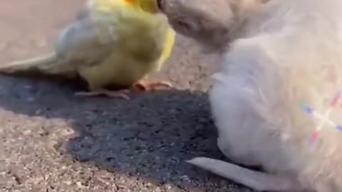 Naughty parrot bullying the puppy