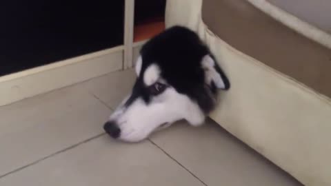 Best Funny - Husky Dog Funny Video