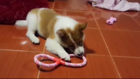Puppy gets toy and gets upset when she tries to take it back