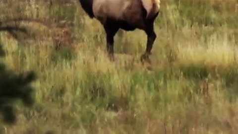 6.5 PRC | 124 Hammer Hunter | New Mexico Elk