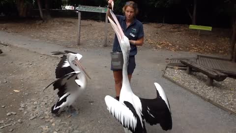 i am feeding two pelican birds