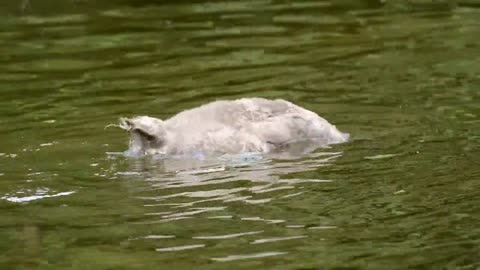 Goose fishing in the water