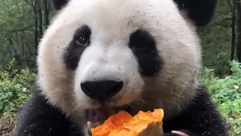 Gluttonous giant pandas