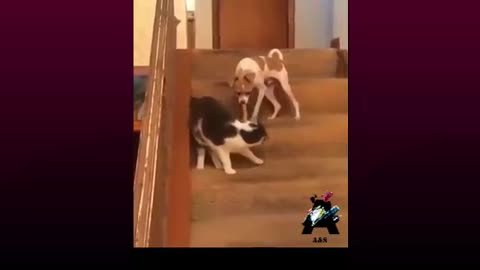 funny fighting between cut and dog