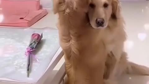 Smart dog