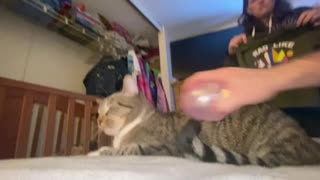 Kitty learns about static electricity