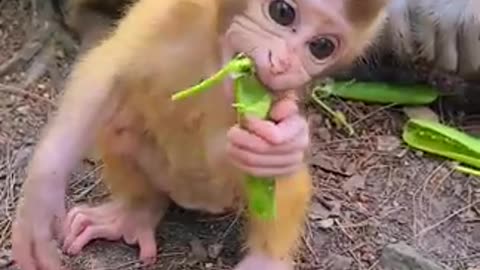 Baby Monkey is enjoying his meal