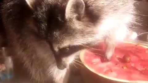 raccoon likes to eat water milon