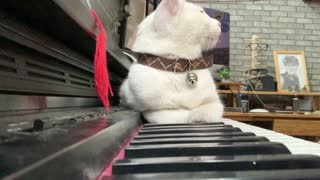 Man Serenades Cat with Sweet Song on Piano