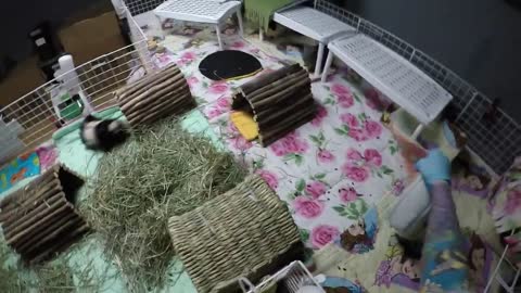 Cleaning 2 Giant Guinea Pig Cages