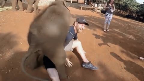 Baby elephant playing a men 😊 funny video
