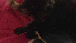 Tiny black kitten playing with string