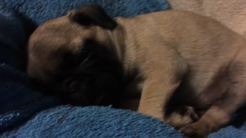 Pug puppy suckles in her sleep