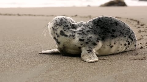 A beautiful seal on the shore of the sea.