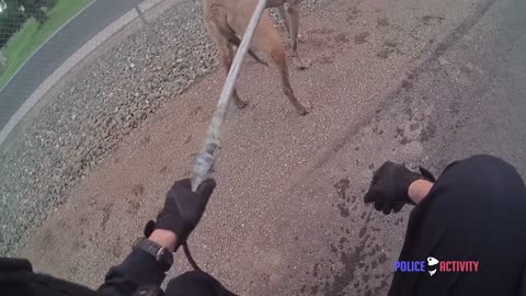 Bodycam Shows Mesa Police Officer Rescuing Dog From Canal