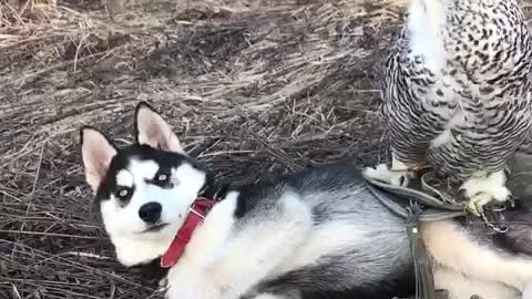Amazing animal friendships: Owl and husky