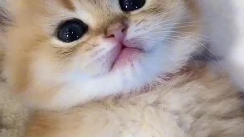 Cute and Funny cat Videos