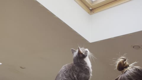 Ninja Cat's Plans Foiled by Window