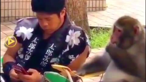 Monkey funny video 😂😂