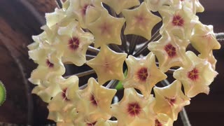 Time-Lapse of Hoya Mathilde Blooming