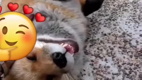 Fox, my pet