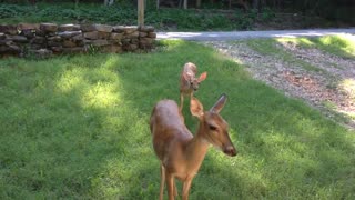 Mama deer brings her fawn for quick snack