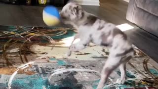 Energetic Puppy Spins In A Perfect Circle While Playing Indoors