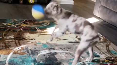 Energetic Puppy Spins In A Perfect Circle While Playing Indoors