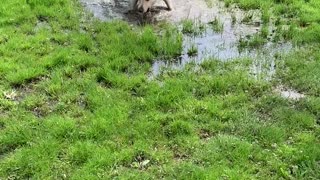 Lab with Cerebellar Hypoplasia Loves Splashing in Puddles