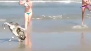 Husky Trying To Flip Like Humans