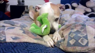 Sweet pit bull adorably suckles on stuffed animal