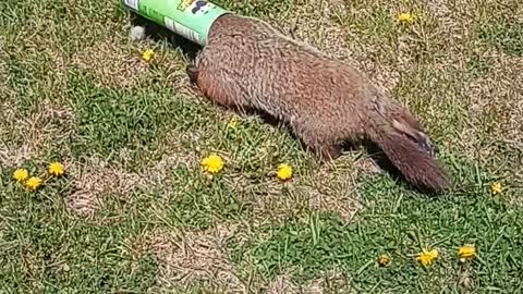 Rescuing a Groundhog with Pringles Can Stuck on its Head