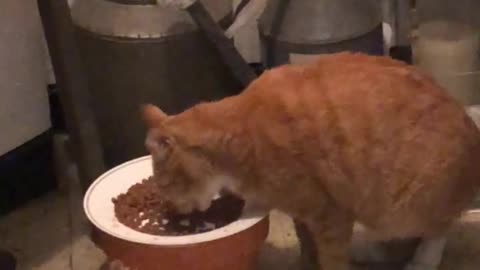 A cat that eats hungryly