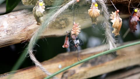 The butterfly caterpilla