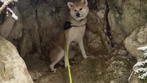 Pampered Akita hilariously hides from the snow