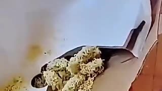 When you love noodles 100%