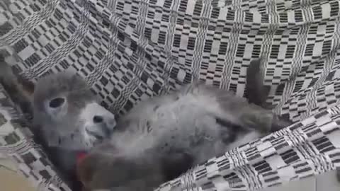 Baby Donkey Swinging in a Hammock