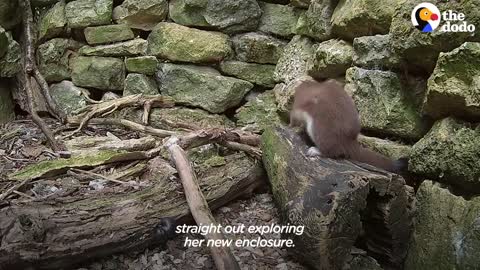 Tiny Baby Stoat Has The Best Reaction When She Meets Someone Like Her _ .mp4