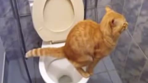 Cat pees in the Toilet
