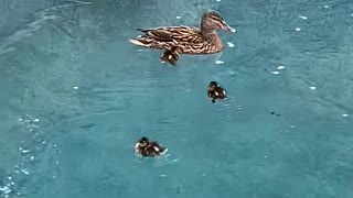 Sweet Little Duckling Swims in Circles