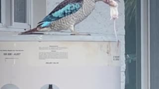 Blue Wing Kookaburra Munches on a Mouse